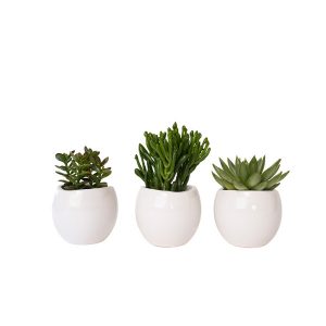 composition plante grasse - Alive
