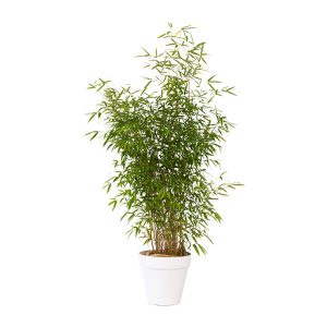 plantes bambou en pot - exposant catalogue