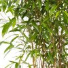 zoom plantes bambou en pot - exposant catalogue