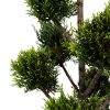 zoom cupressus - Alive salon de la chasse