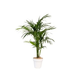 Kentia plantes - salon chasse