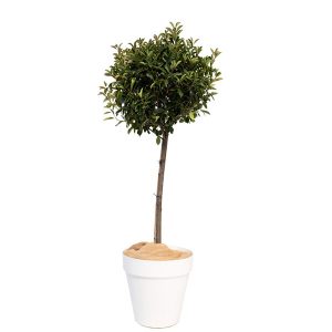 photinia tige boule - salon chasse catalogue