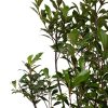 zoom photinia salon de la chasse